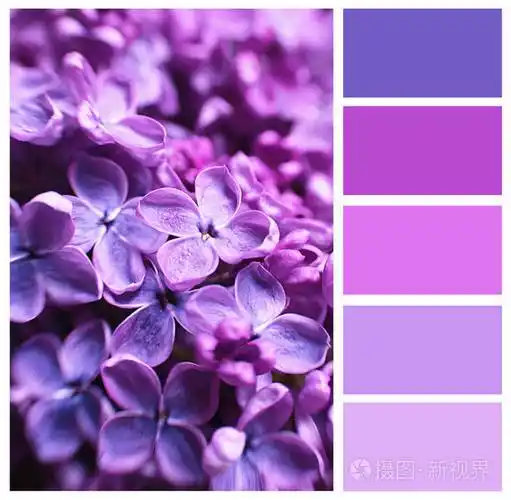 紫丁香色匹配和美丽的花朵