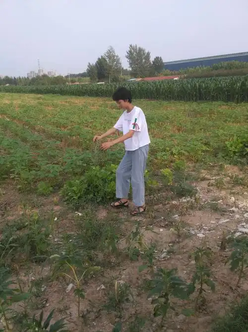 下地拔草啦,先去芝麻地拔草