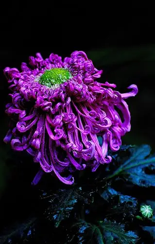 拍了几张菊花,请好友们指点一二!