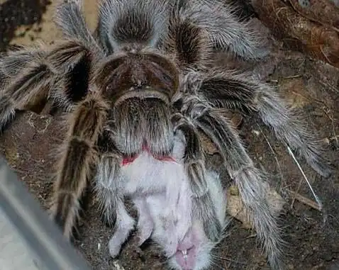 盘点世界上曾经发生的十大动物吃人事件