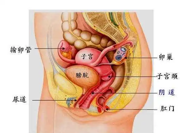 电脑网络 生活 电子数码 烦恼 为您推荐 子宫肌瘤 子宫是什么样子图片