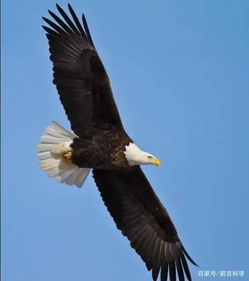 白头海雕