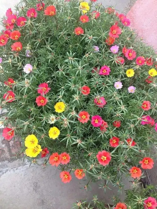 问:午时花(午时花简介)最新消息动态公布-北斗民商大数据