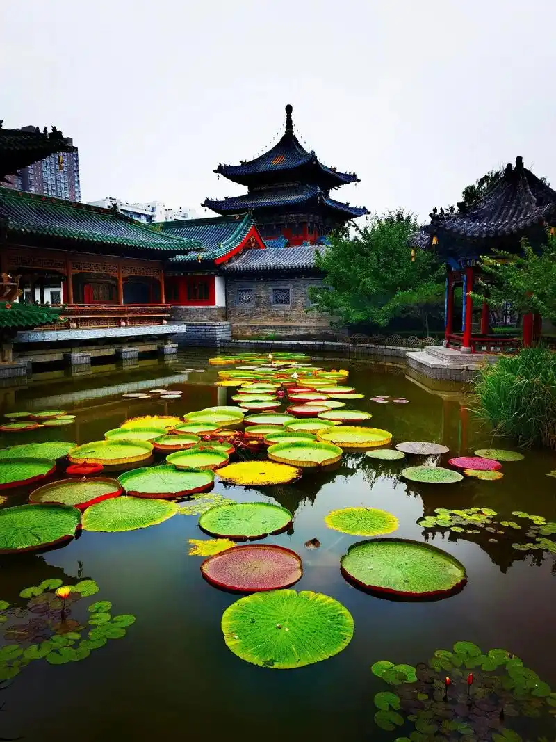 王莲花叶俱奇的浮水植物