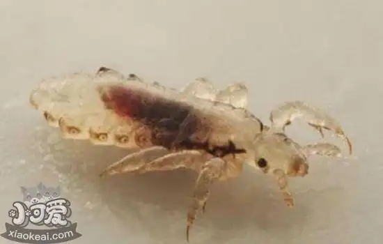 猫体外有什么寄生虫 体外寄生虫的种类