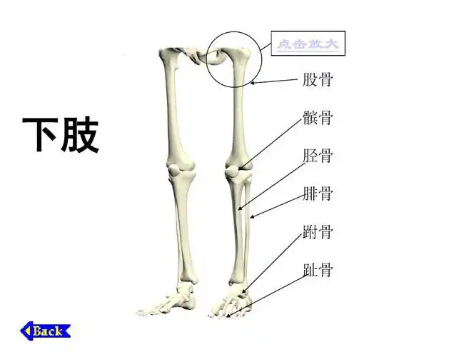 股骨 下肢 髌骨 胫骨 腓骨 跗骨 趾骨