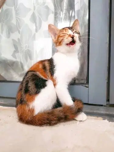 合肥虎斑三花找领养貌美亲人