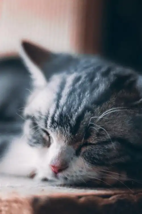 可爱的小猫在睡觉