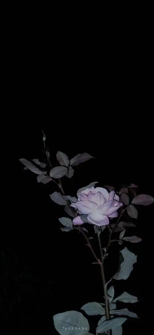 有哪些惊艳的黑色系壁纸