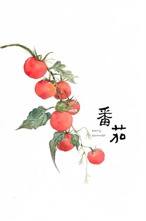 水彩手绘夏日小番茄