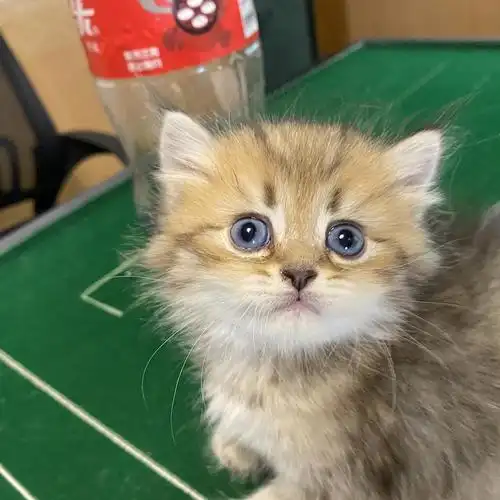 家养25色黑金虎斑长毛渐层弟弟接受预定