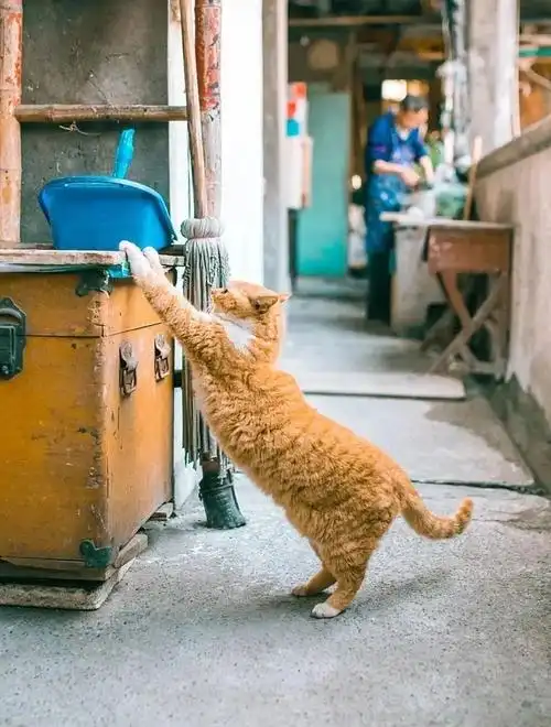 橘猫因走路姿势"太拽",被点赞60万次,不过它这步伐也太得瑟了