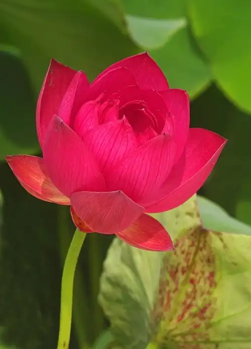 多姿多彩的荷花争艳