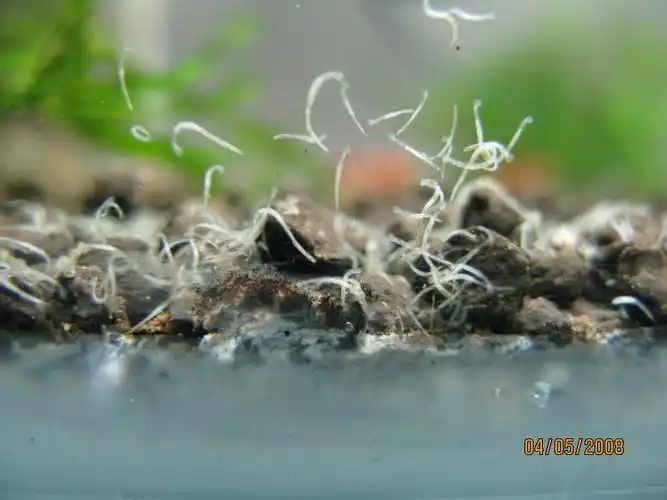 白线虫与蛋白虫的区别