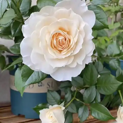 求助这是歌剧皇后月季吗