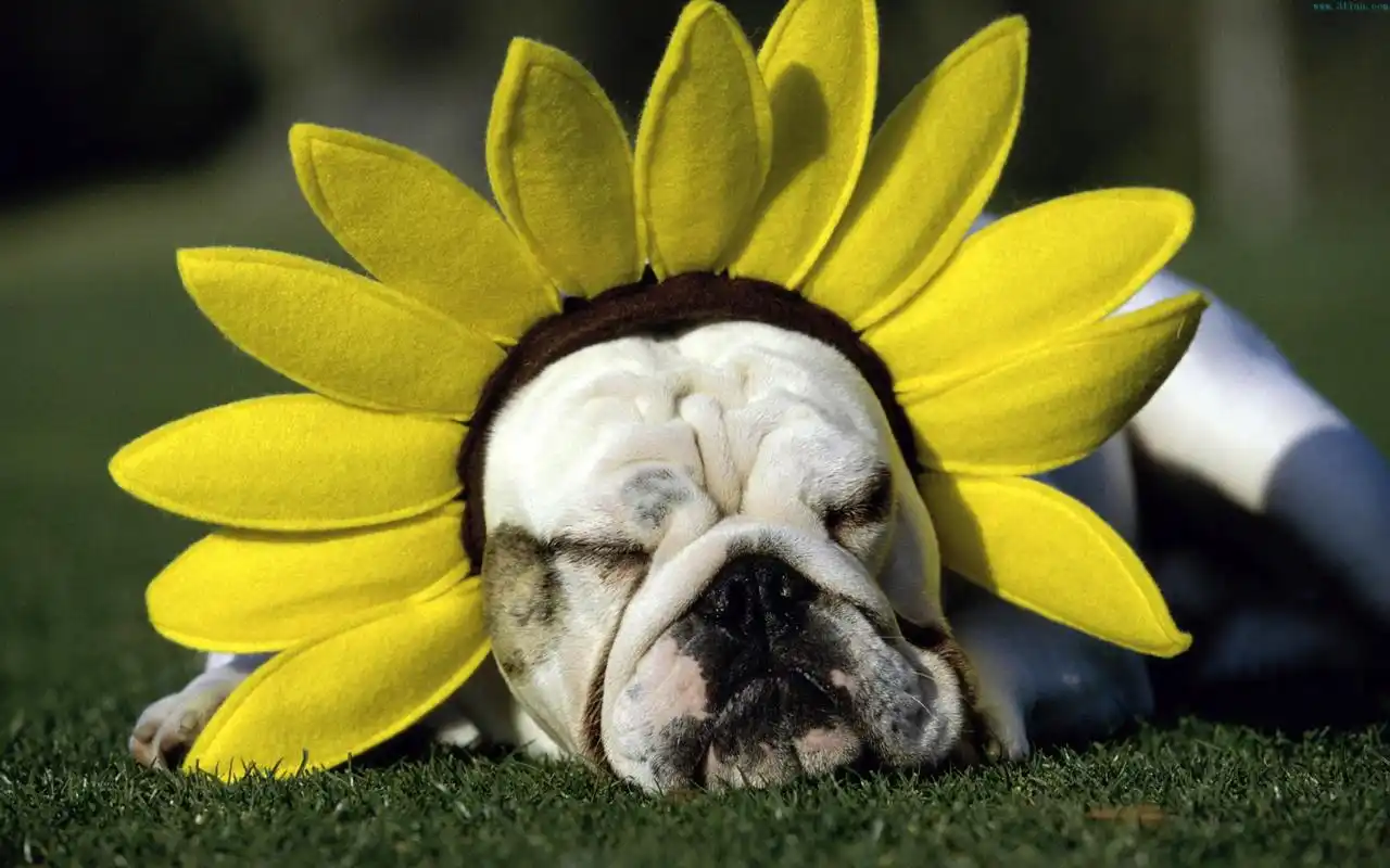 可爱憨厚的沙皮狗图片桌面壁纸高清 第一辑