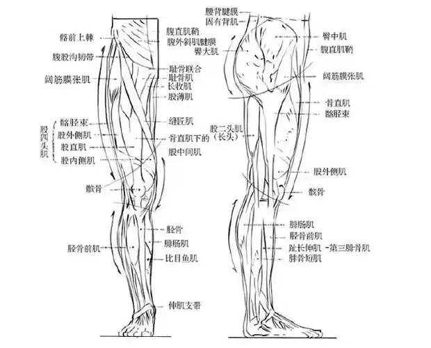 绘画参考一起学习下肢肌肉名称图片来自书籍人体与服装n▽n