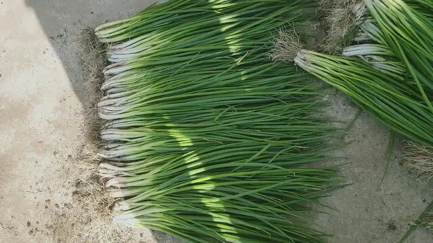 云南大理高原红土铁杆小香葱