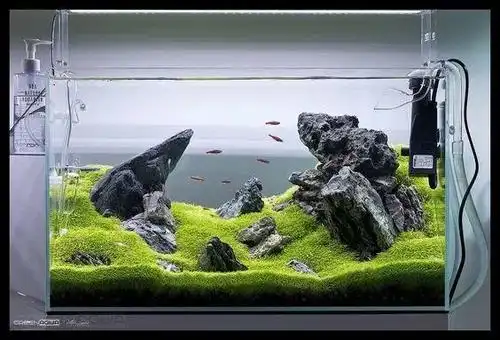 长沙植来植趣ada风格草缸造景赏析