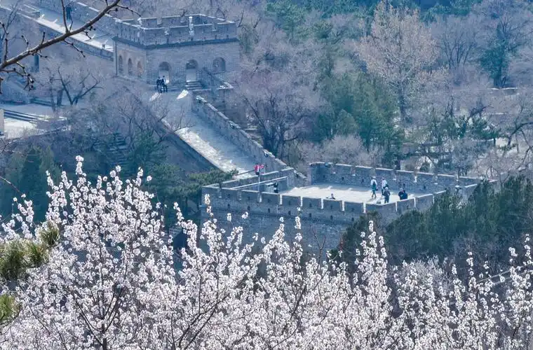 八达岭长城春花初绽放 花香遍野美不胜收