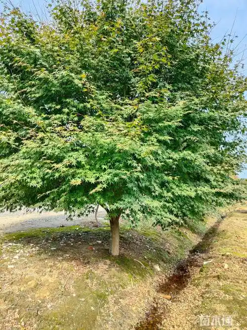 [鸡爪槭批发]10公分鸡爪槭 850.00元/株 若干株 苗木通