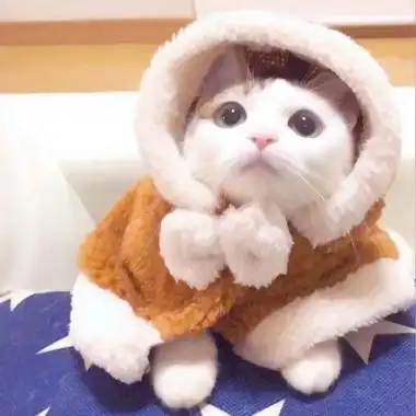 可爱小猫咪超萌头像 好看可爱高清的猫咪头像图片