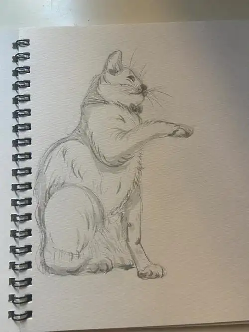 速写练习小动物