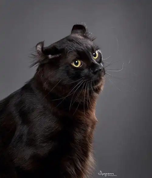 美国卷耳猫uscurl三维成像