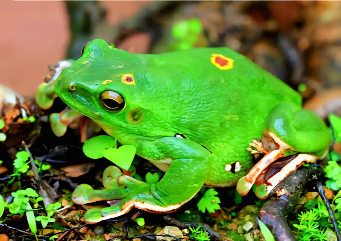 每天认识一种动物——大泛树蛙 大泛树蛙别名大树蛙,原产于亚洲中国
