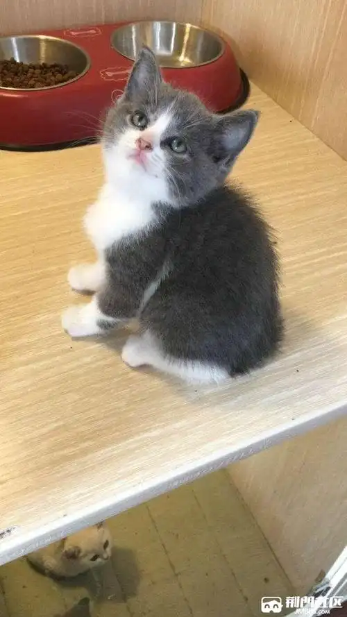 英短蓝白 八字脸毛色好