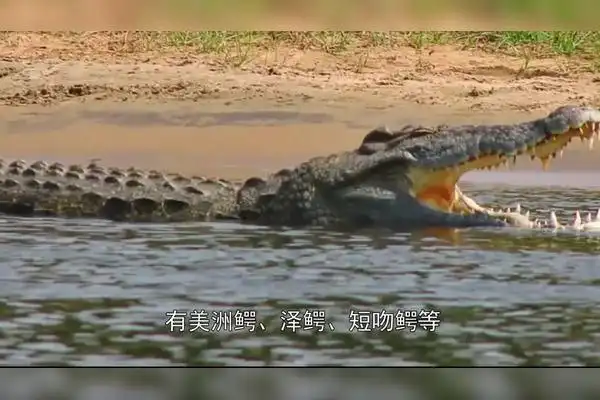 鲨鱼vs鳄鱼究竟谁更厉害看完之后涨知识了