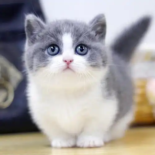 00折后价￥500英短蓝白猫宠物猫活体英国短毛猫纯种猫蓝白猫幼猫矮脚