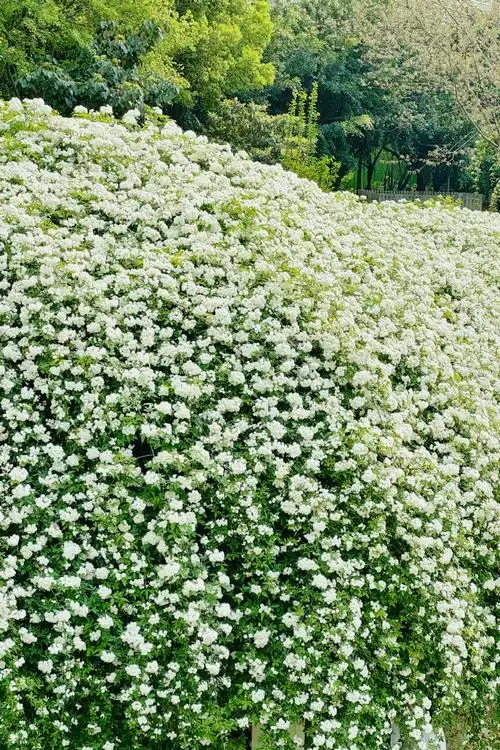 眼下正是木香花开季节98 我更喜欢它的另一个名字——七里香