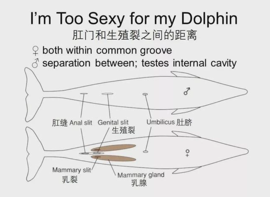 科学家:海豚的交配过程,极具侵略性!生殖器某处与人类很相似
