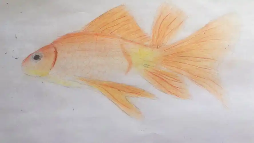 亚特教育彩铅画《金鱼》