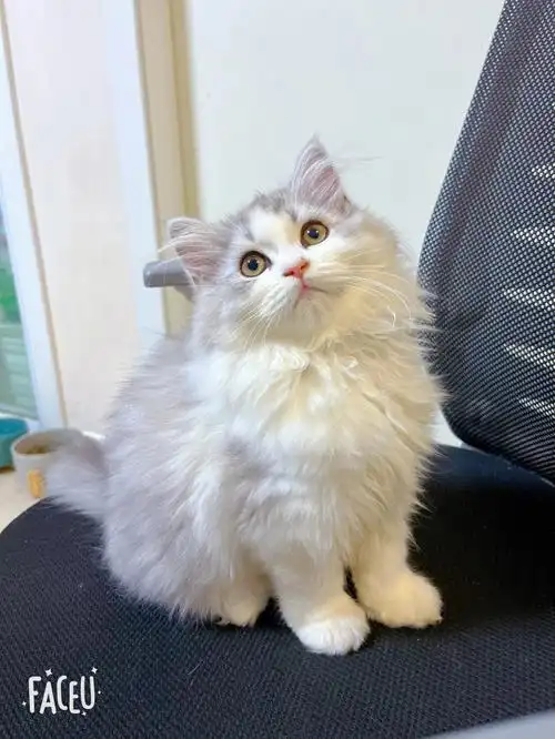 长毛高地正八脸自己家生的便宜出售