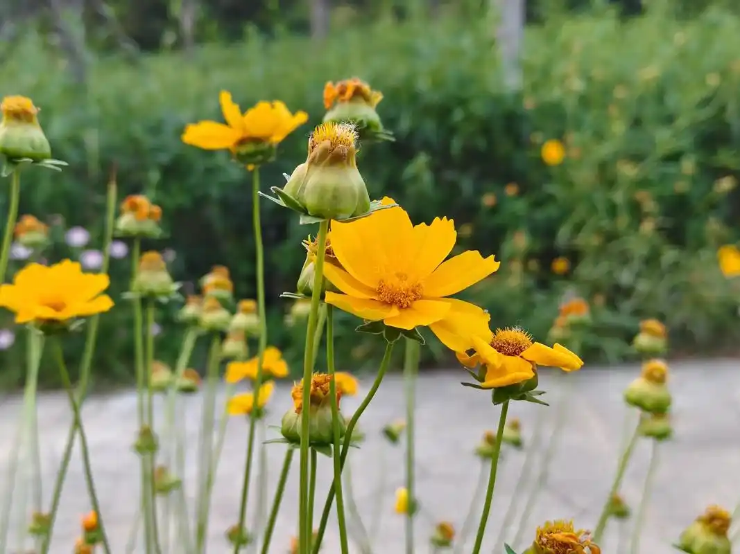 时光里的花朵,绚丽而又短暂的美.🌸#自然风光 #花的诗句