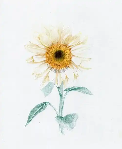 彩色铅笔画教程,彩色铅笔画入门教程 彩色铅笔的绘画技巧 - 冷思维