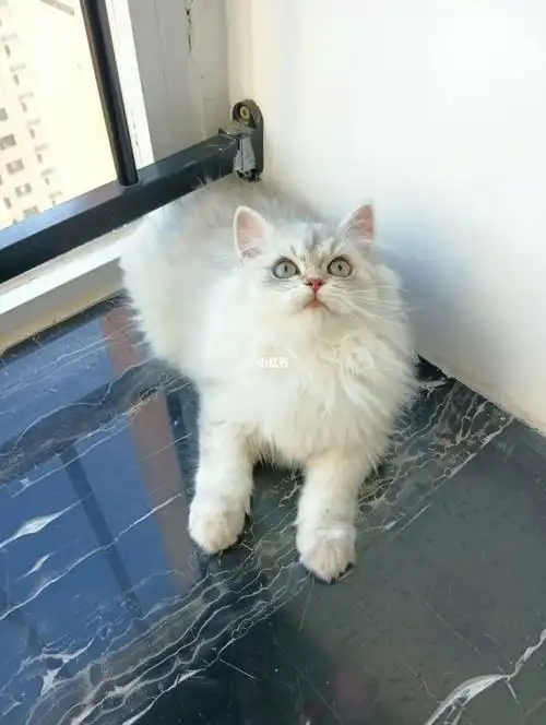 毛量无敌了,小狮子一样#猫咪领养  #领养  #猫咪  #金吉拉  #金吉拉猫