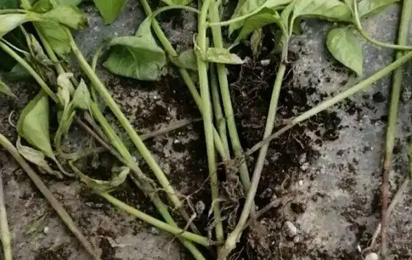 辣椒茎基腐病有何发病规律
