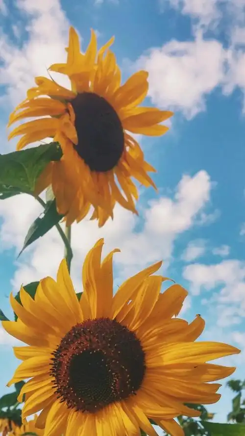 夏天唯美图片高清手机壁纸