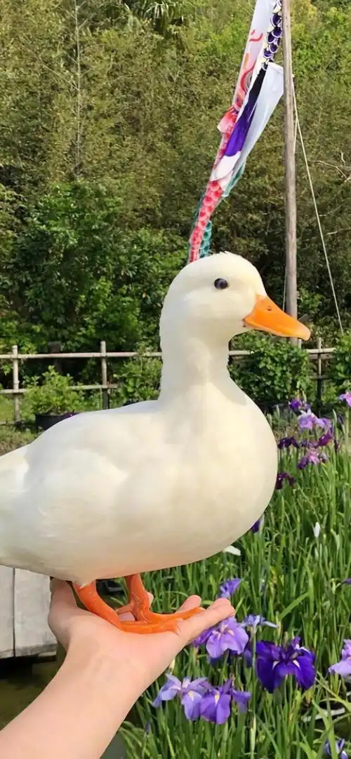 1000_2164竖版 竖屏