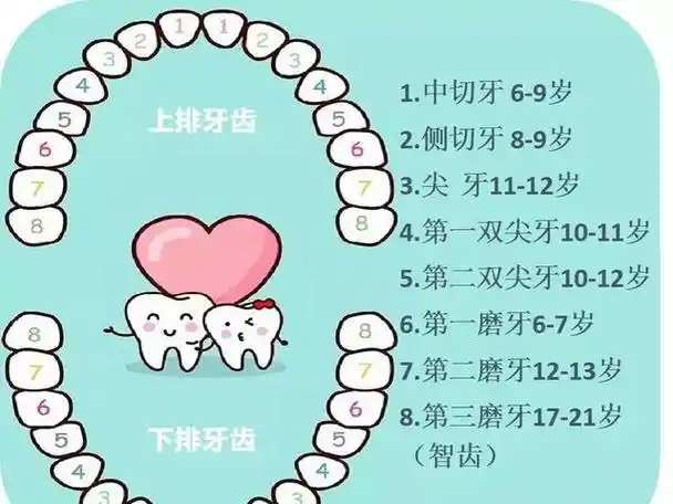 宝宝掉牙怎么办?换牙期家长必须储备的最全攻略,一看就懂