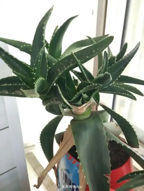 海虎兰芦荟@ 砍头,扦插