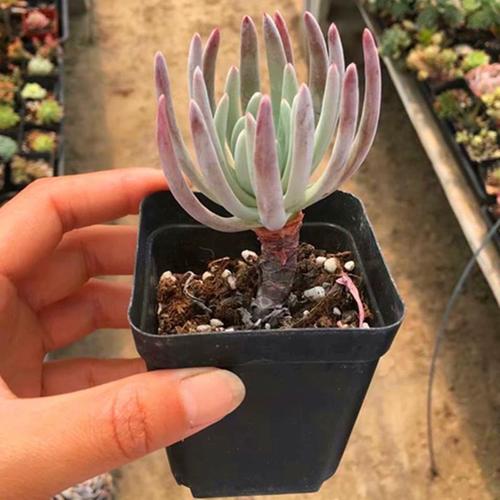 爱杜丽丝仙女杯多肉贵货稀有小苗贵货多肉植物细叶仙女杯