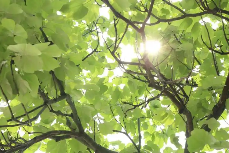 透过叶隙的阳光.摄影:沈之行-堆糖,美好生活研究所