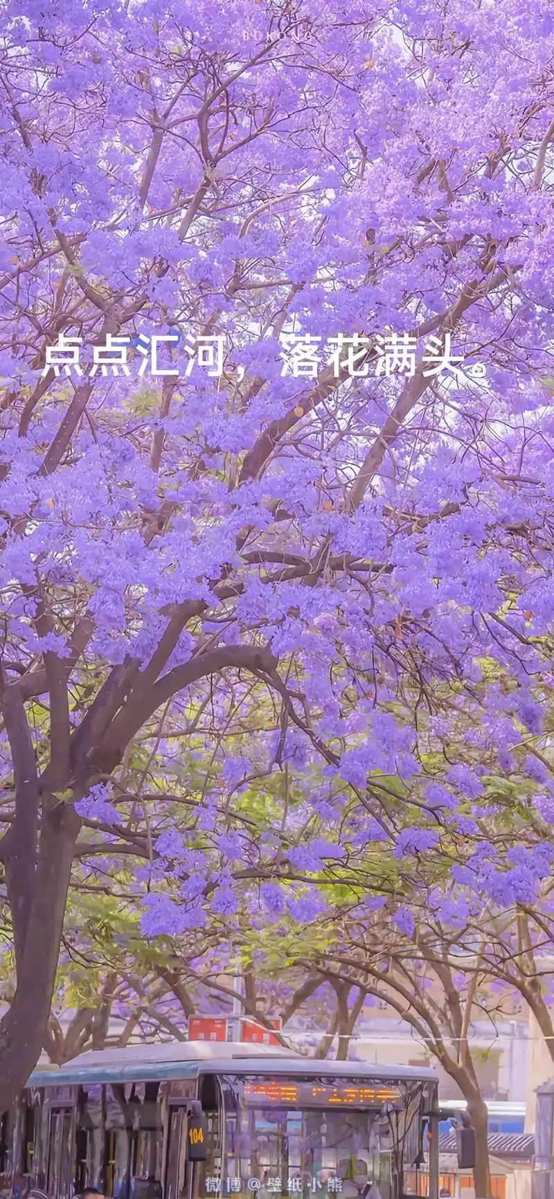 蓝花楹的花语是在绝望中等待爱情