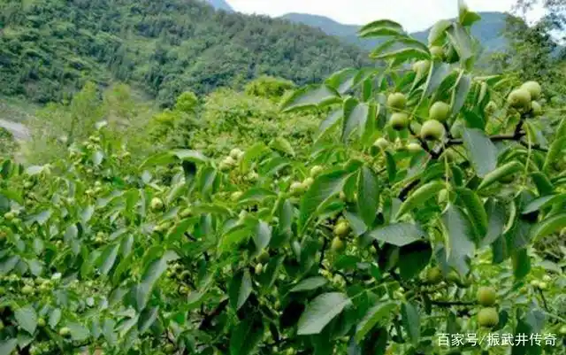 游玩那湾最美核桃种植园__阆中古城七里金顶观蒙家湾随感