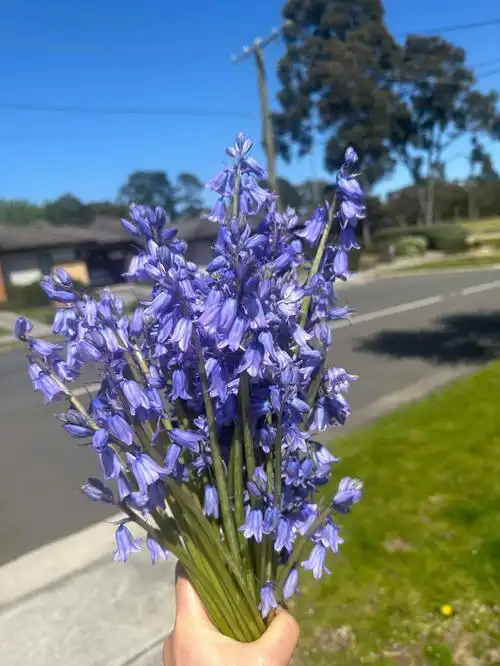 今天剪了三束蓝铃花送给邻居和朋友们