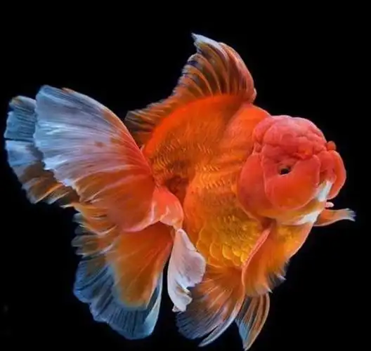 泰狮金鱼注意事项有哪些?泰狮金鱼的寿命有多长?